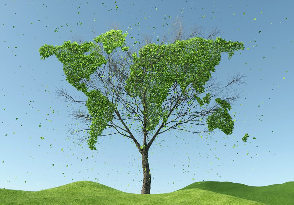 tree-g597b7d1b9_1280