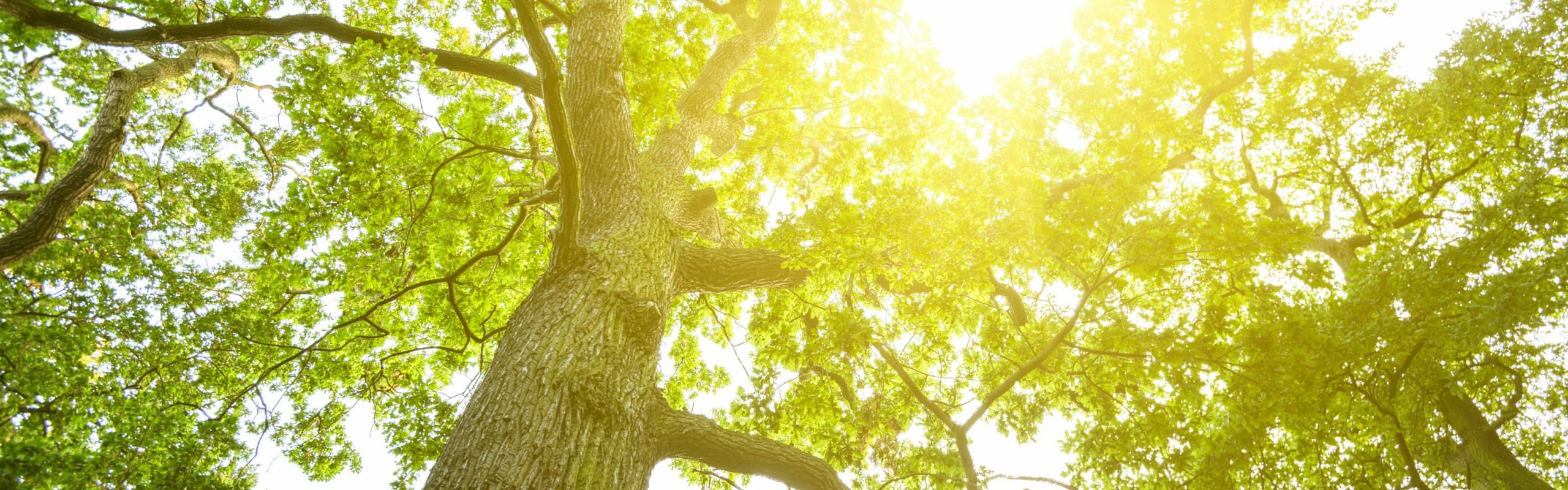 Sun through the trees