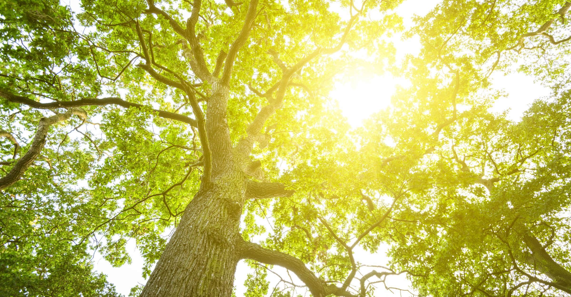 Sun through the trees